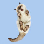 How to Tell if Your Cat Has Worms