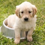 How to Tell if Your Dog Has Worms